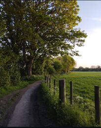 A quiet road lined with trees under an open sky